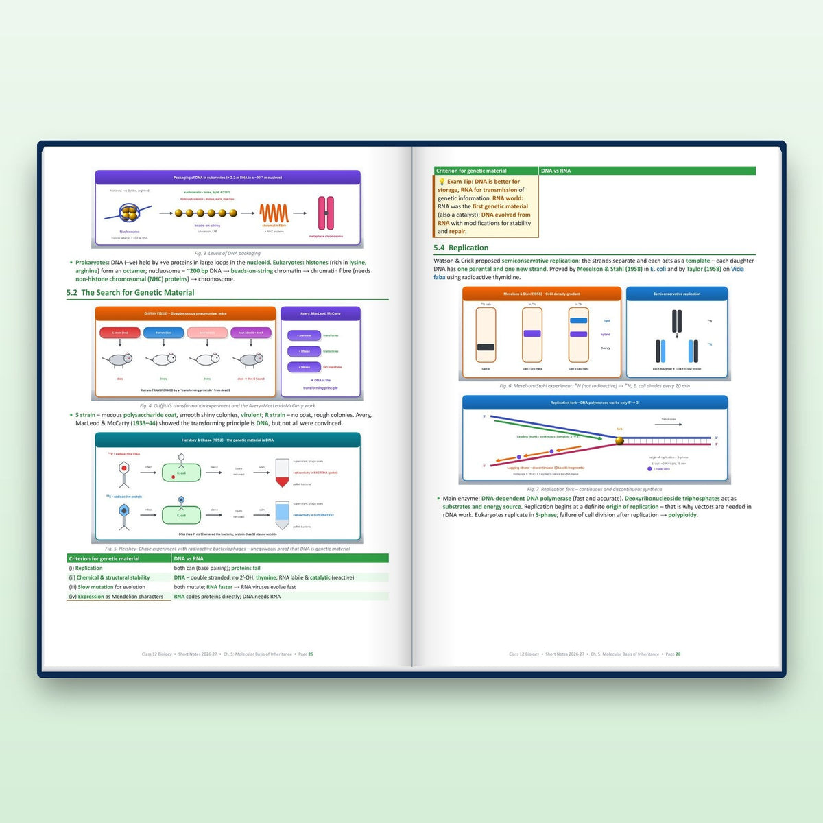 Inside: Molecular Basis of Inheritance
