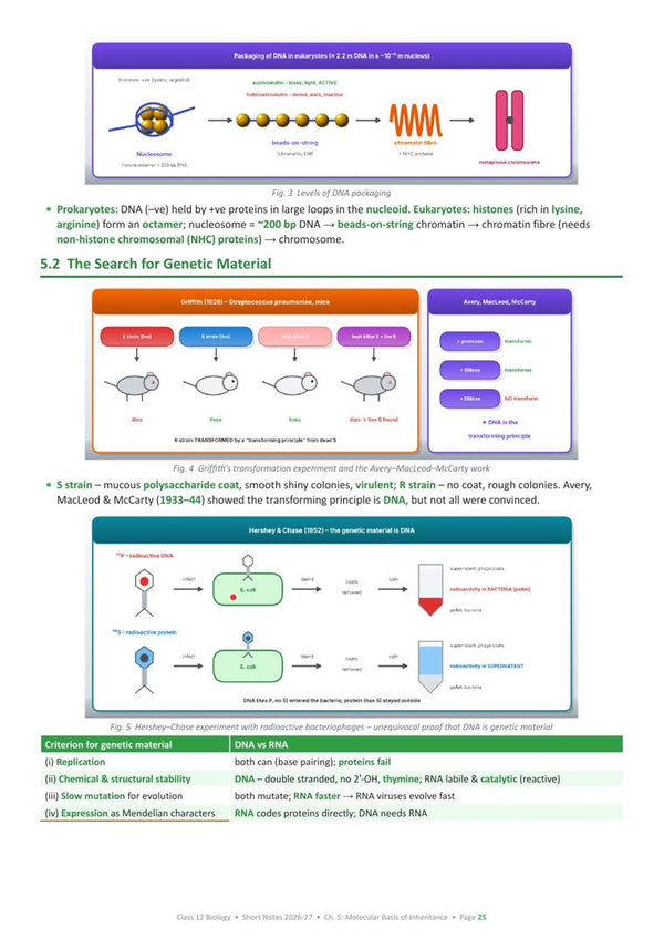 Molecular Basis of Inheritance page from the book